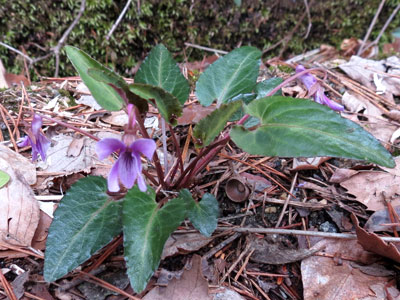 �V�n�C�X�~��