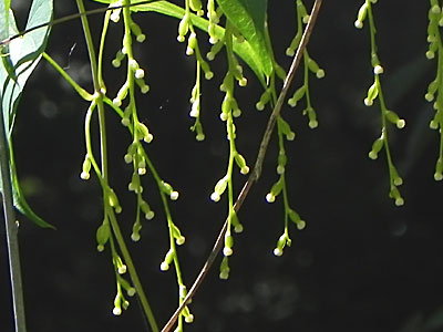 ���}�m�C��