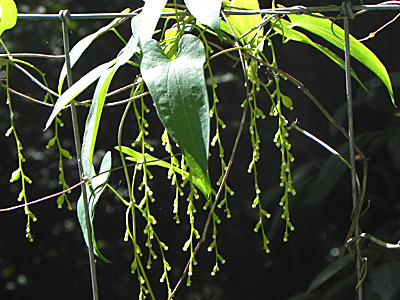 ���}�m�C��