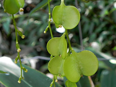 ���}�m�C��