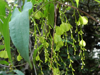 ���}�m�C��