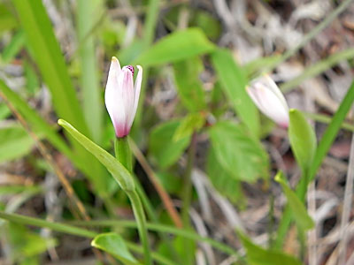 ���}�g�L�\�E