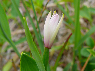 ���}�g�L�\�E