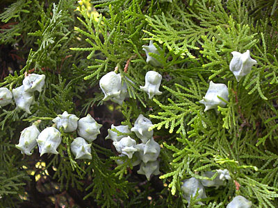 �R�m�e�K�V��