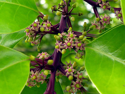 �N���K�l���`