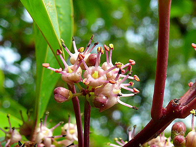 �N���K�l���`