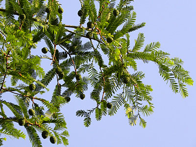 ���^�Z�R�C�A