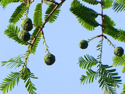 ���^�Z�R�C�A