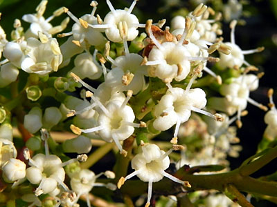 �T���S�W��