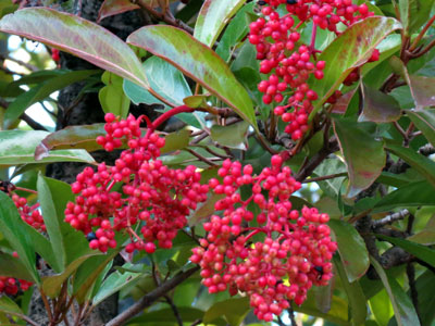 �T���S�W��