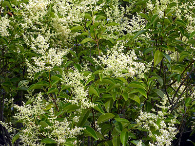 �g�E�l�Y�~���`