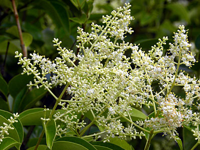 �g�E�l�Y�~���`