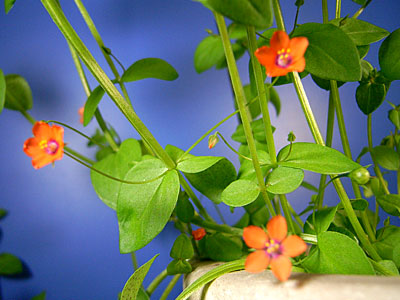 �A�J�o�i�����n�R�x