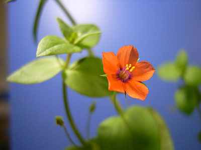 �A�J�o�i�����n�R�x