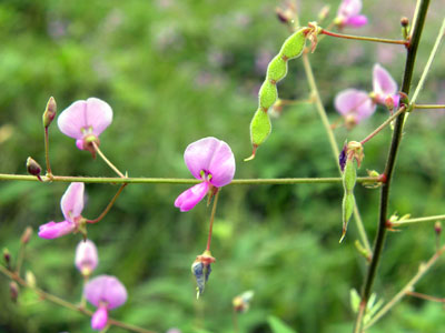 �A���`�k�X�r�g�n�M