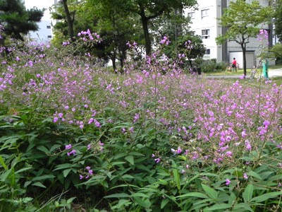 �A���`�k�X�r�g�n�M