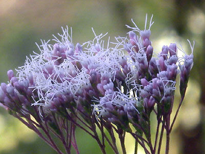 �t�W�o�J�}