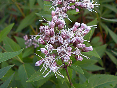 �t�W�o�J�}