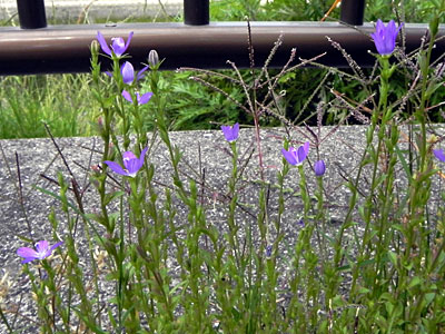 �q�i�L�L���E�\�E