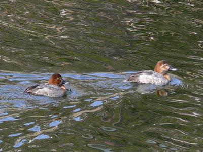 �z�V�n�W��