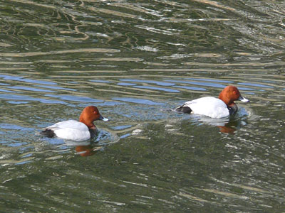 �z�V�n�W��