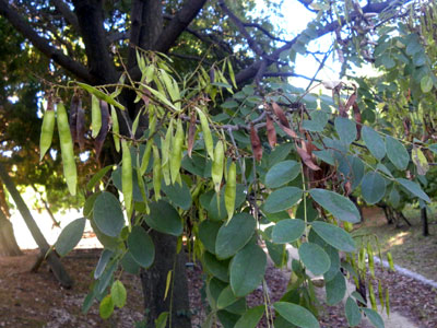 �C�k�G���W��