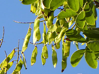 �C�k�G���W��