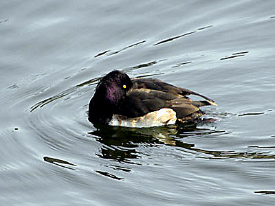 �L���N���n�W��