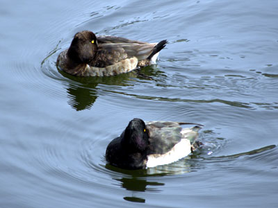 �L���N���n�W��