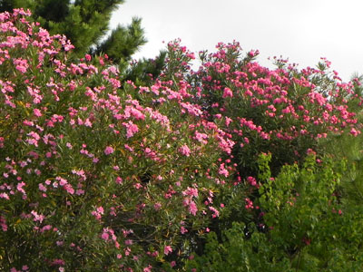 �L���E�`�N�g�E