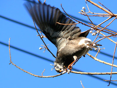 ���N�h��