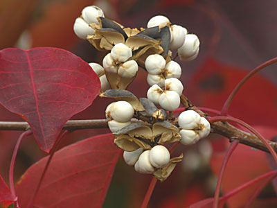 �i���L���n�[