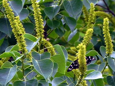 �i���L���n�[