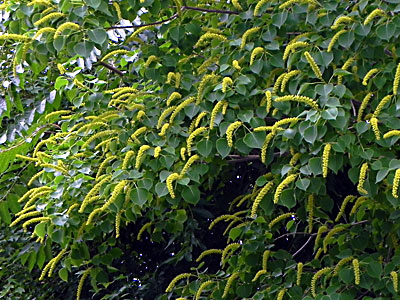 �i���L���n�[