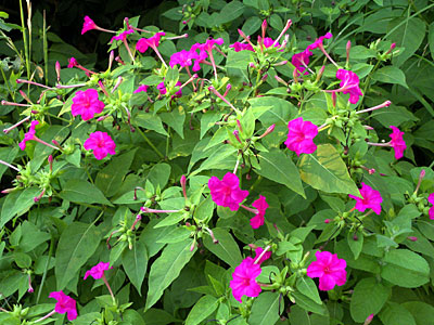 �I�V���C�o�i