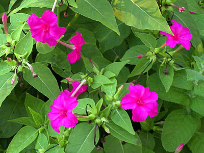 �I�V���C�o�i