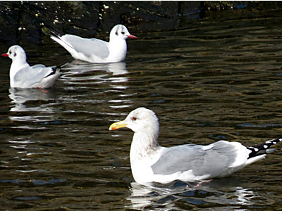 �Z�O���J����