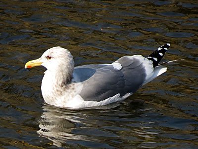 �Z�O���J����