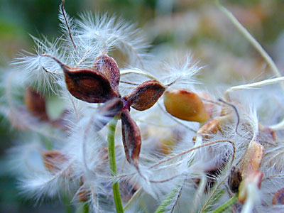 �Z���j���\�E