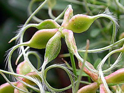 �Z���j���\�E