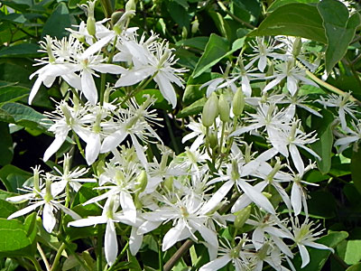 �Z���j���\�E