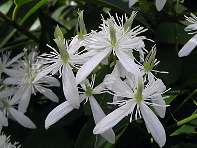 �Z���j���\�E