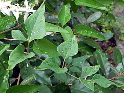 �Z���j���\�E