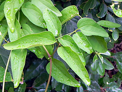 �Z���j���\�E