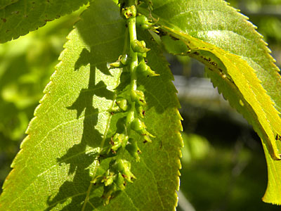 �V�i�T���O���~