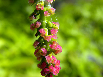 �V�i�T���O���~