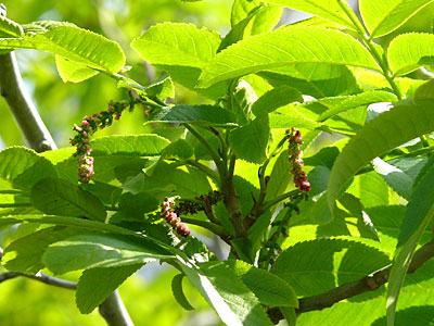 �V�i�T���O���~