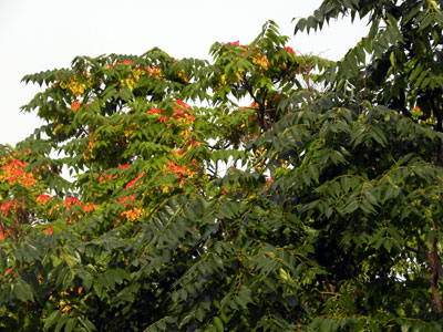 �V���W��