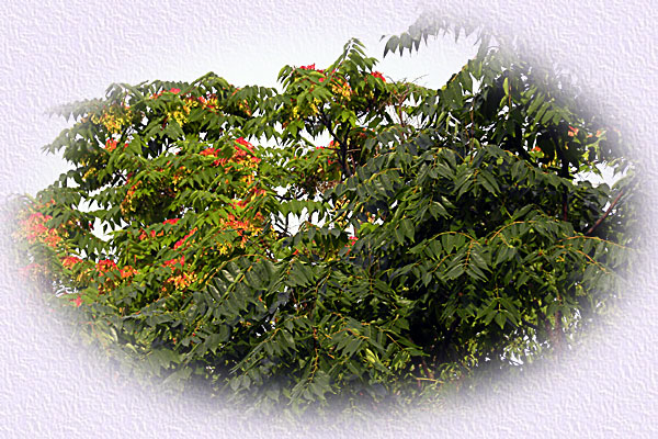 �V���W��