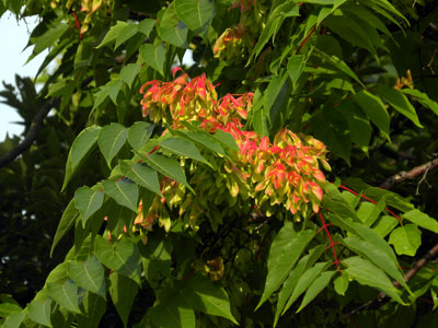 �V���W��